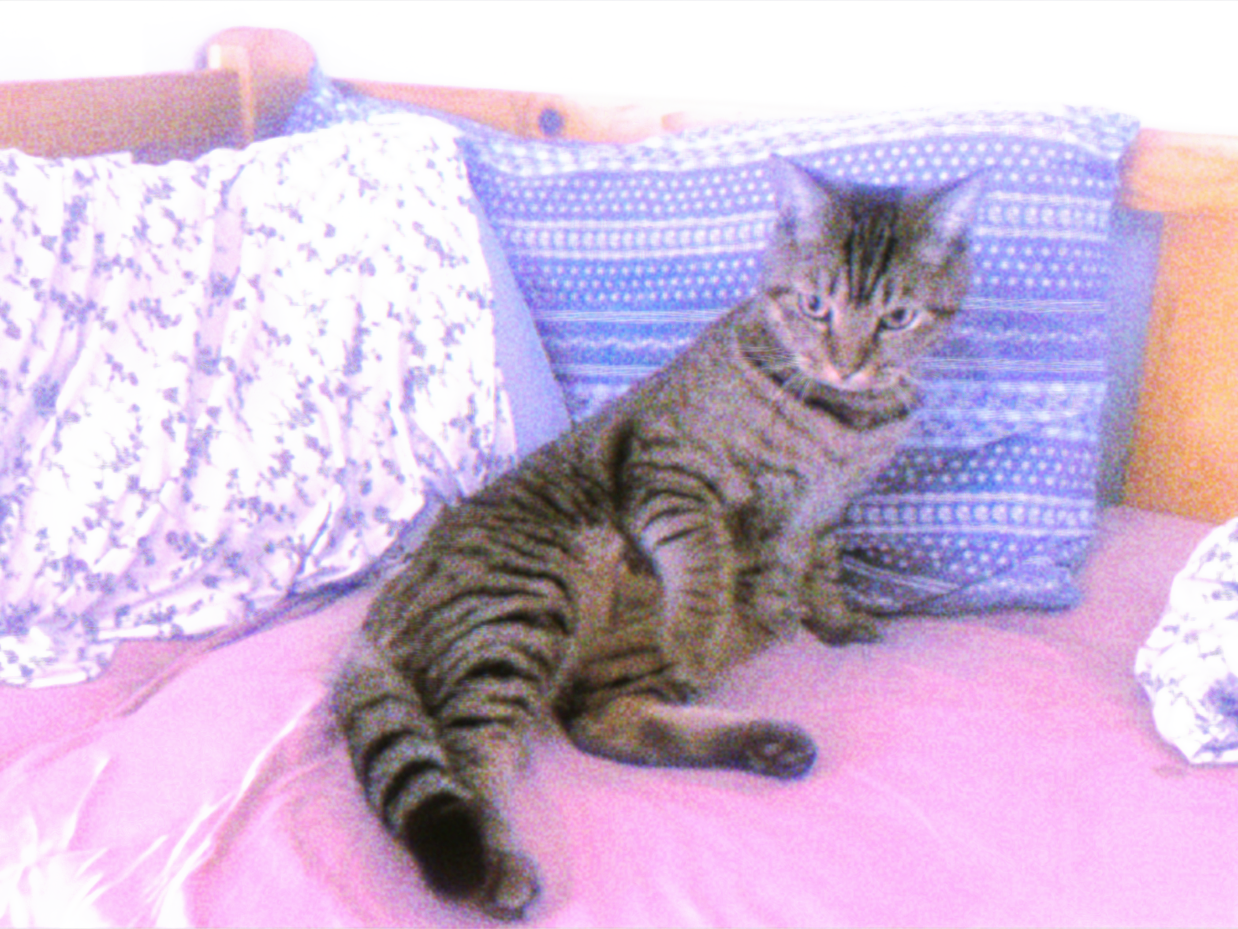 이불 속의 츄츄